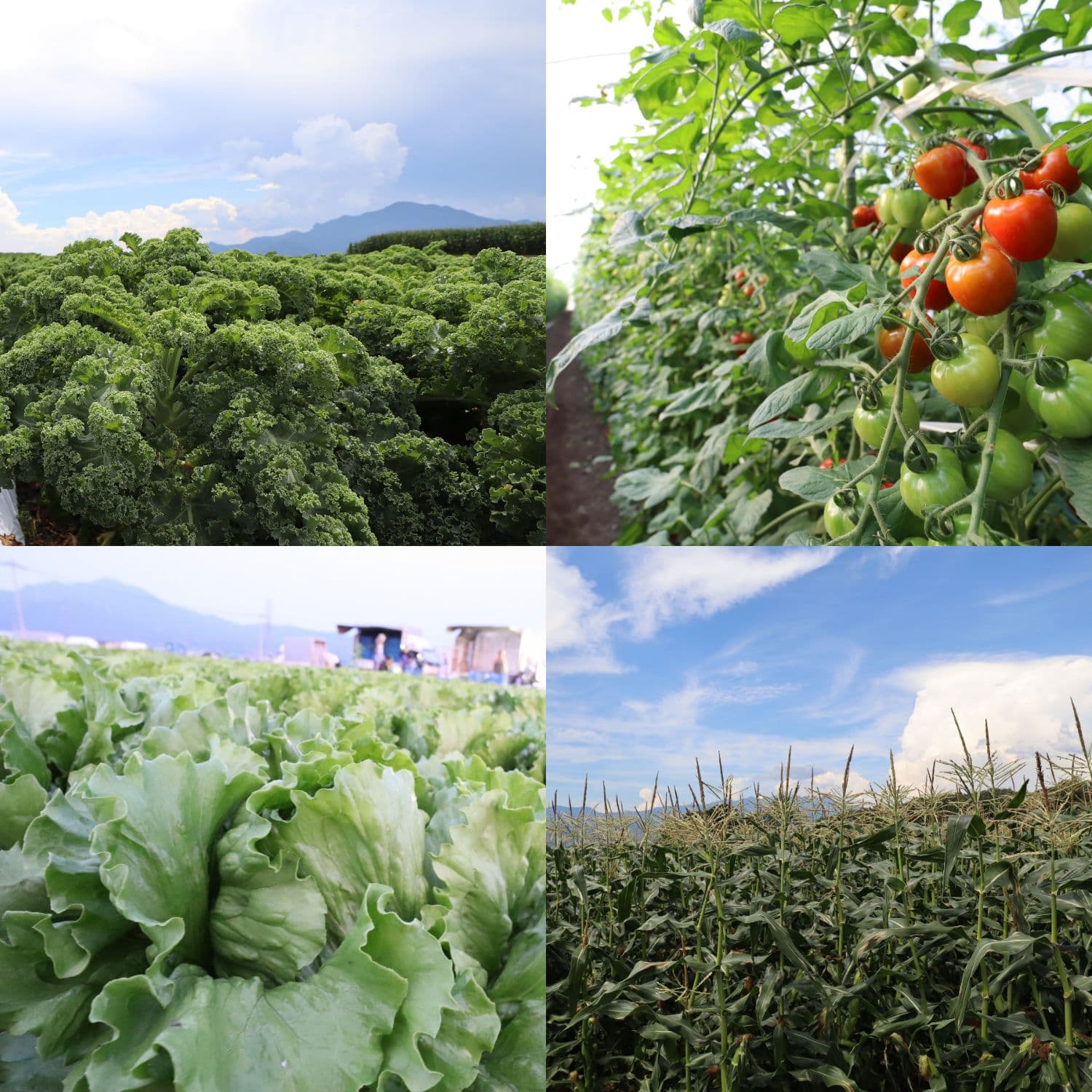 昭和村の作物　夏