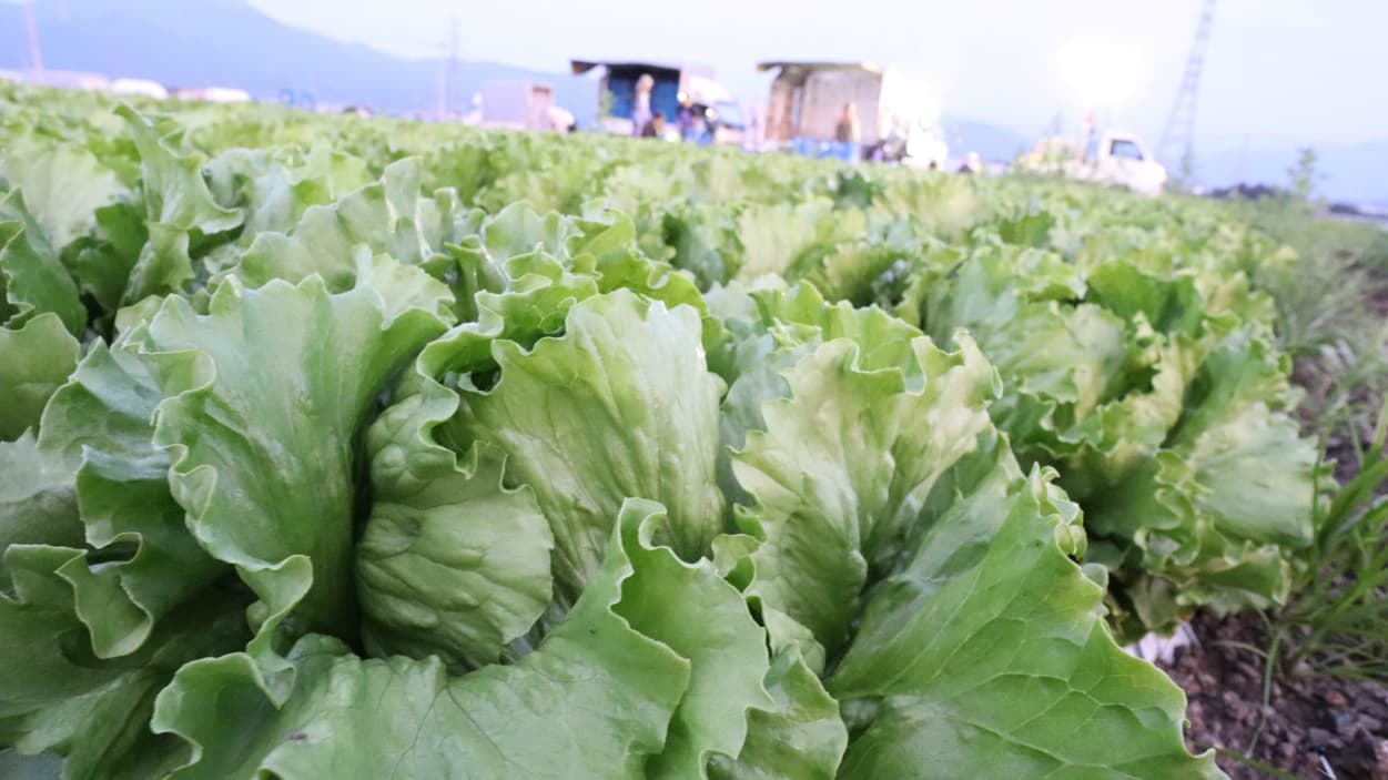 昭和村　レタス