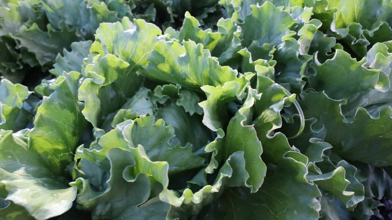 昭和村　レタス