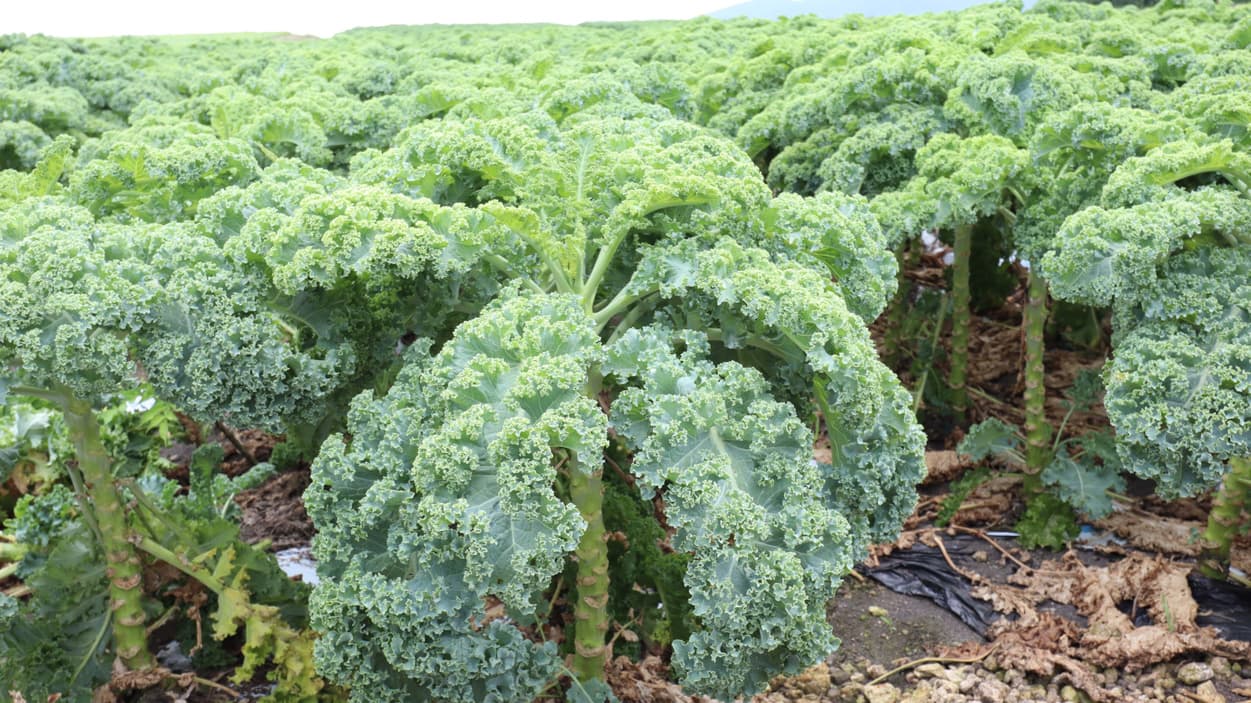 昭和村　カリーノケール