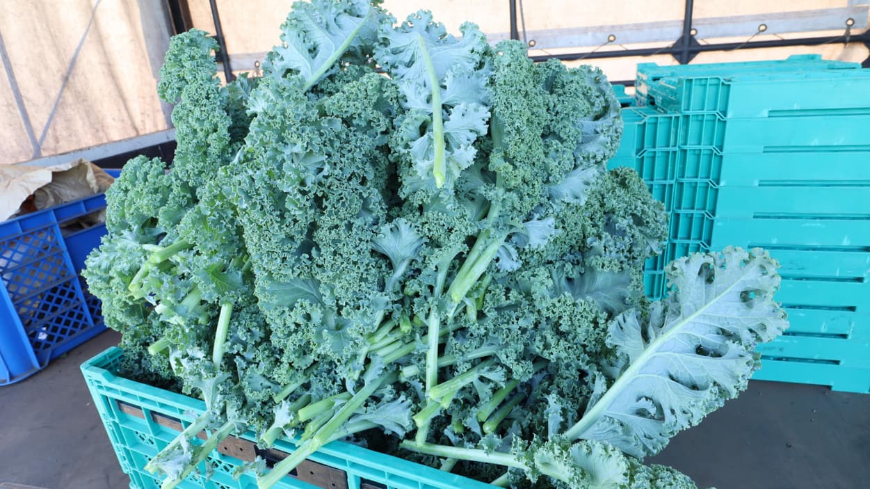 昭和村　カリーノケール収穫