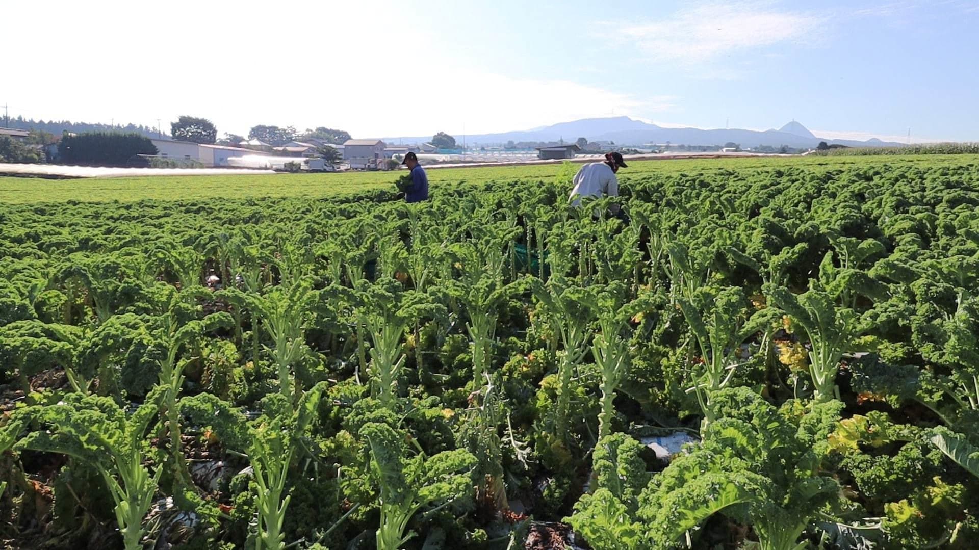 昭和村　カリーノケール収穫