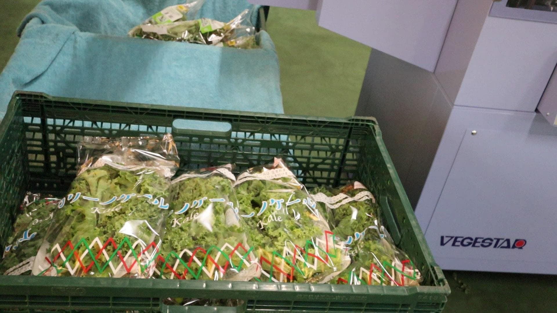 エムズフーズ　カリーノケール