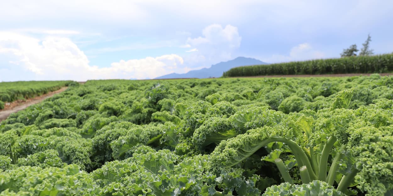 昭和村　カリーノケール畑