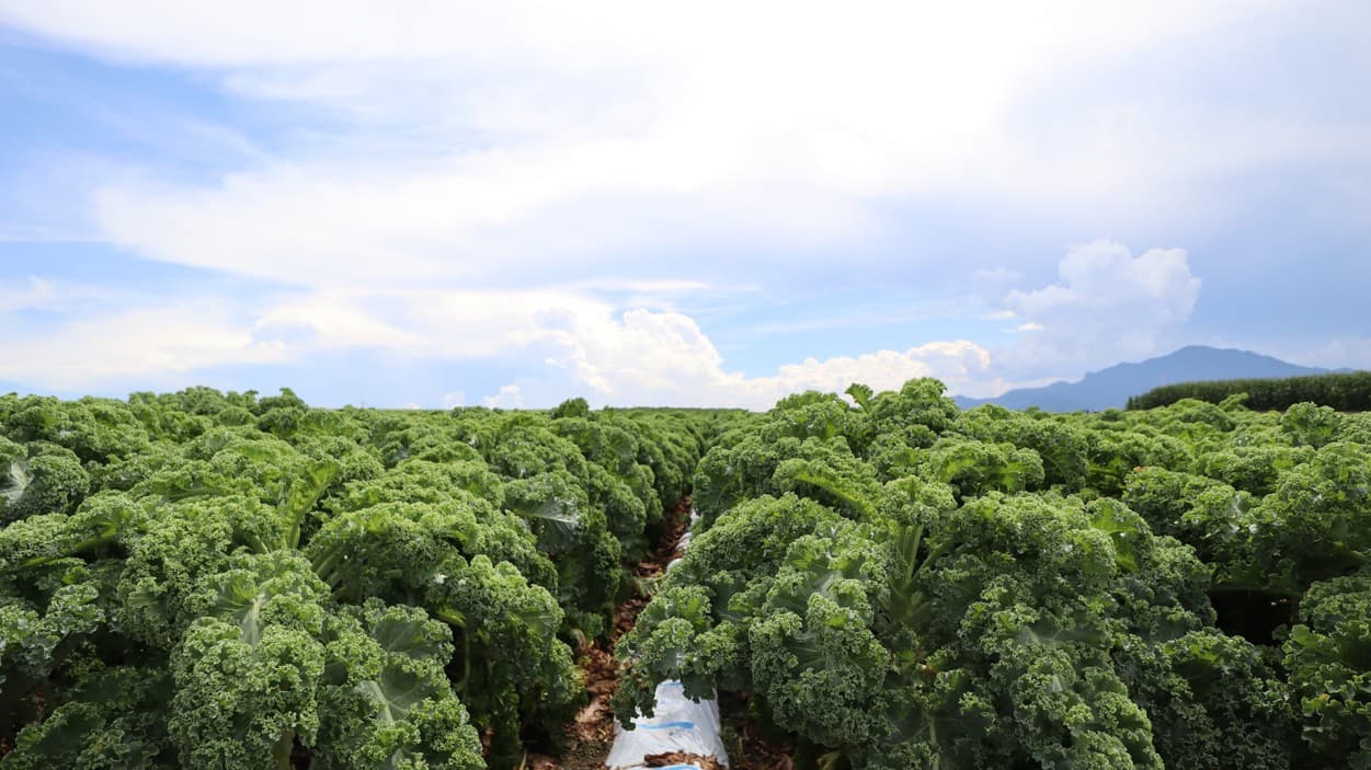 昭和村　カリーノケール畑
