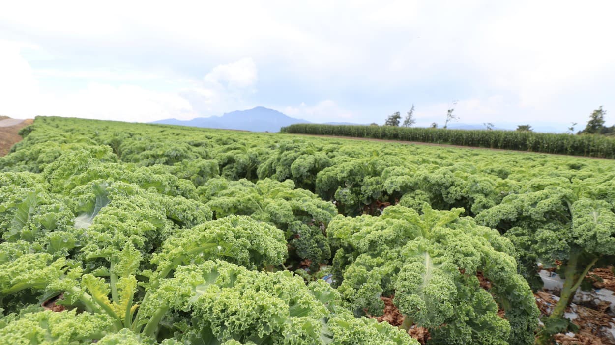 昭和村　カリーノケール畑