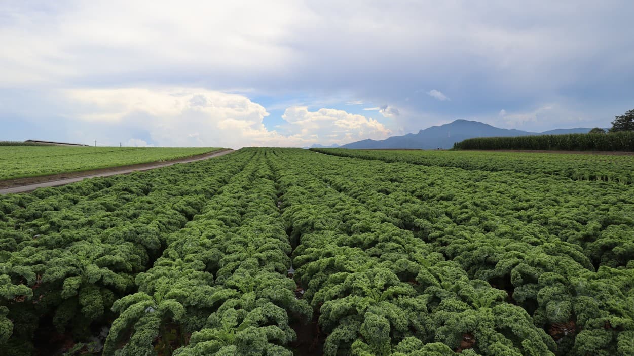 昭和村　カリーノケール畑