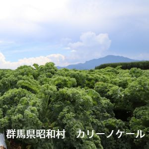 群馬県　昭和村　カリーノケール