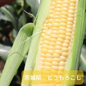 茨城県　ベジタブルサービスコバヤシ　とうもろこし