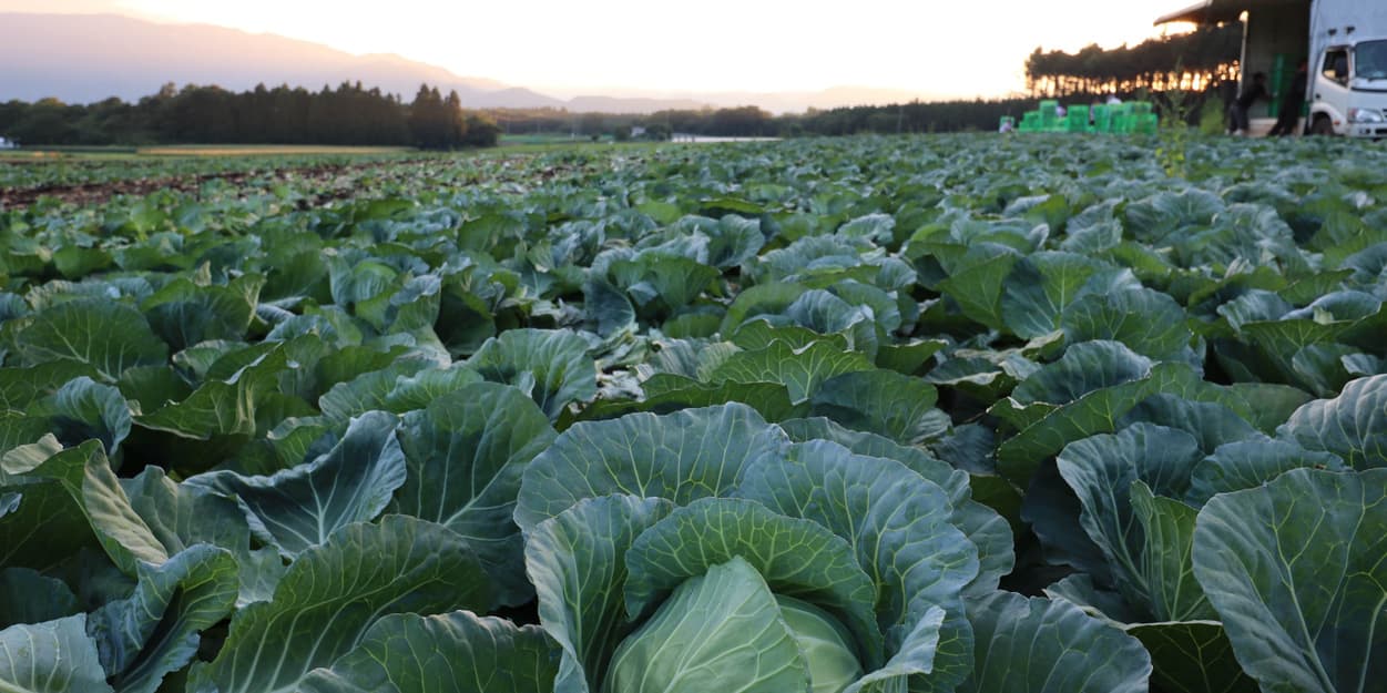 昭和村　吉野農園　朝焼けの高原キャベツ