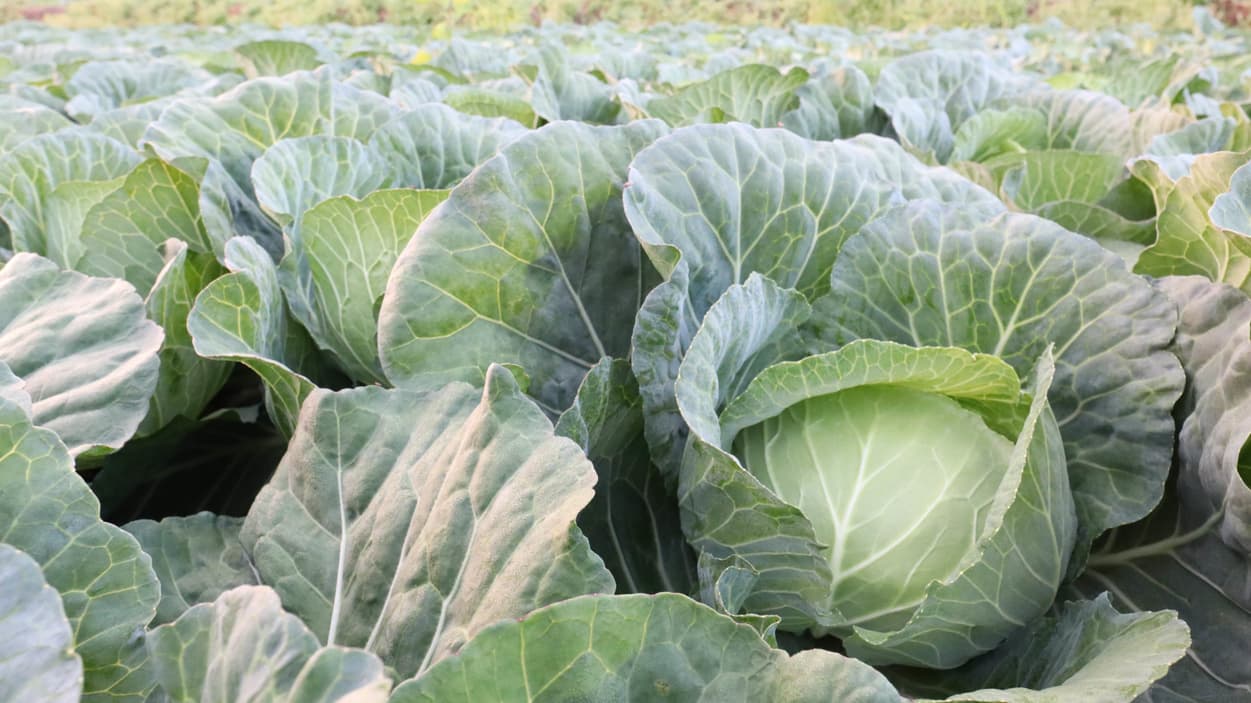 昭和村　高原キャベツ