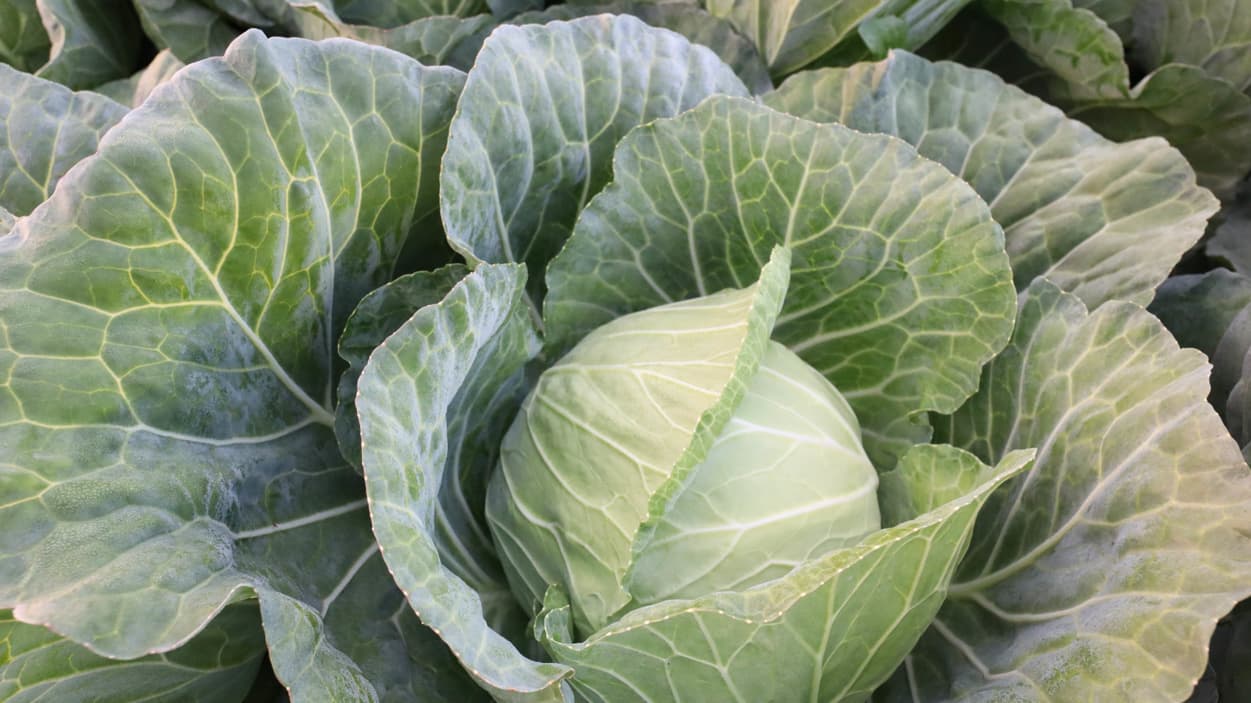 昭和村　高原キャベツ