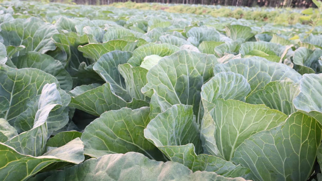 昭和村　高原キャベツ