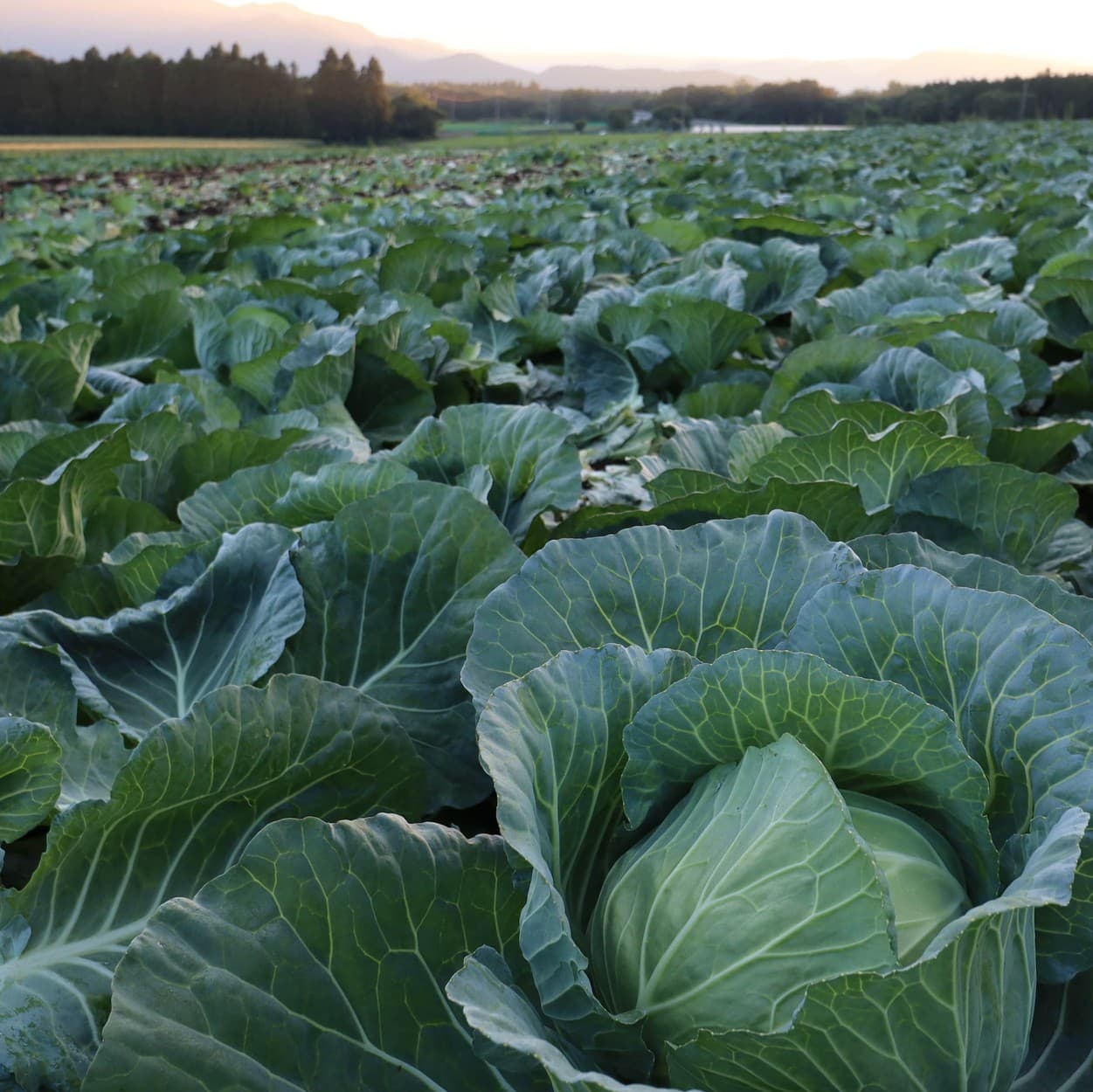 昭和村　高原キャベツ