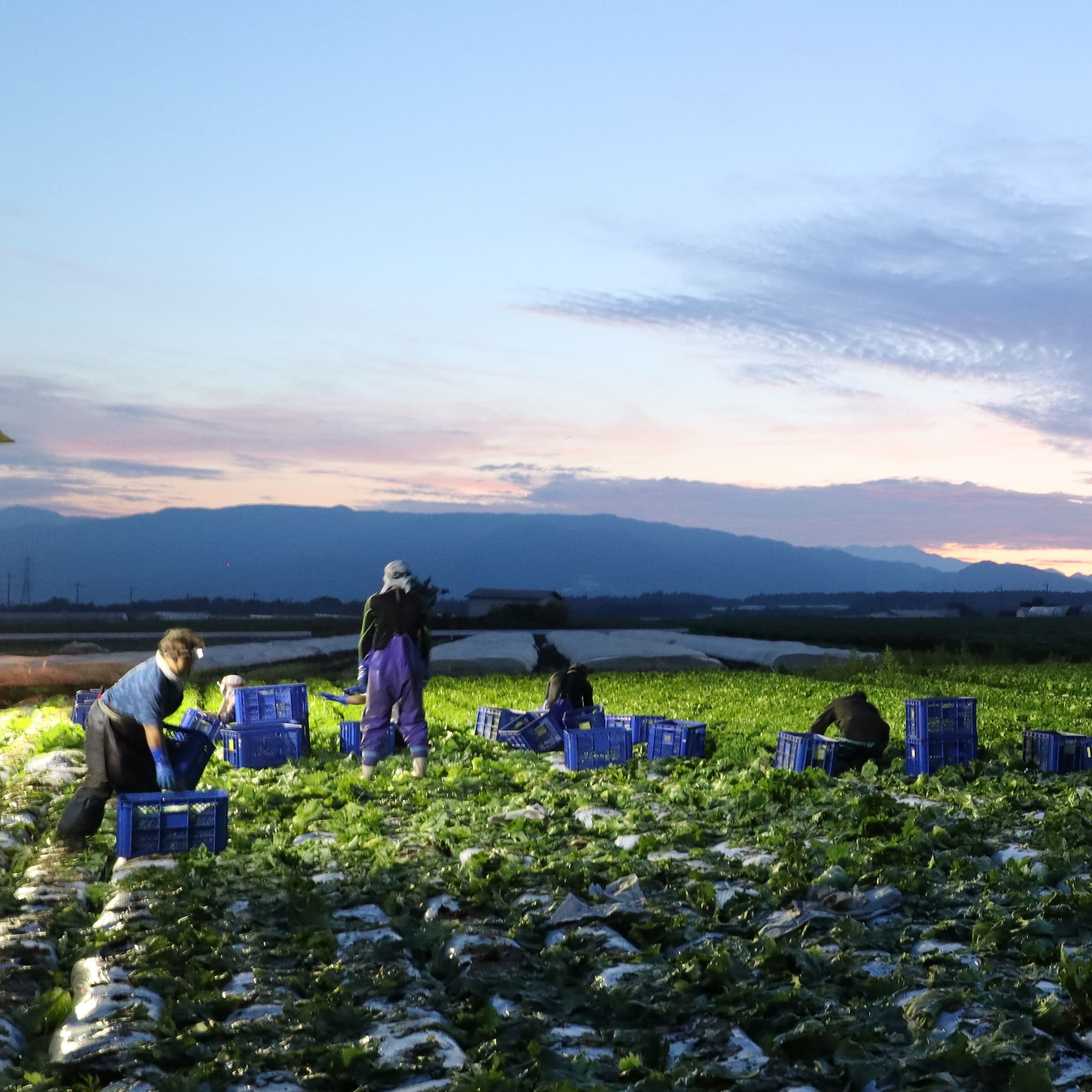 昭和村　朝採りレタス