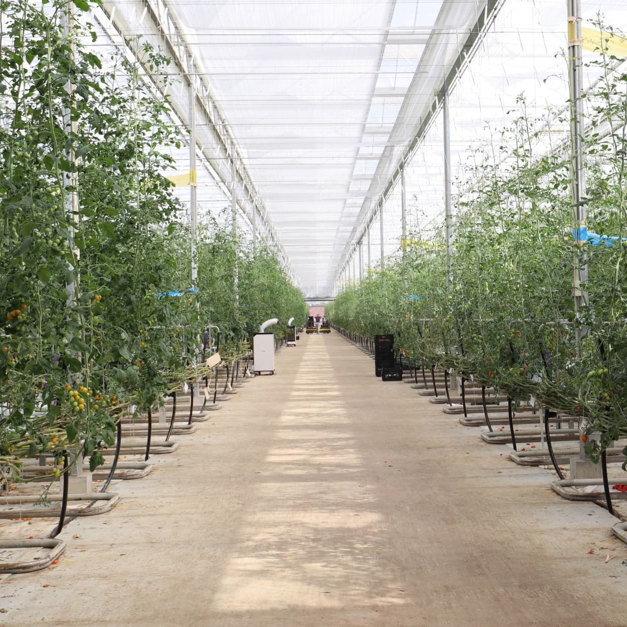 エンカレッジファーム　ハウス内