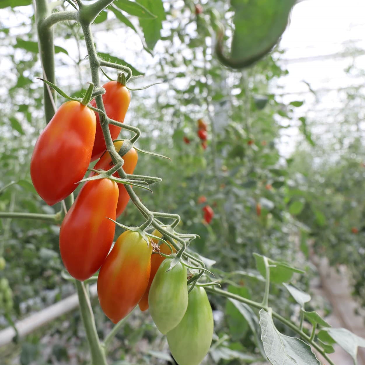 エンカレッジファーム　ミニトマト