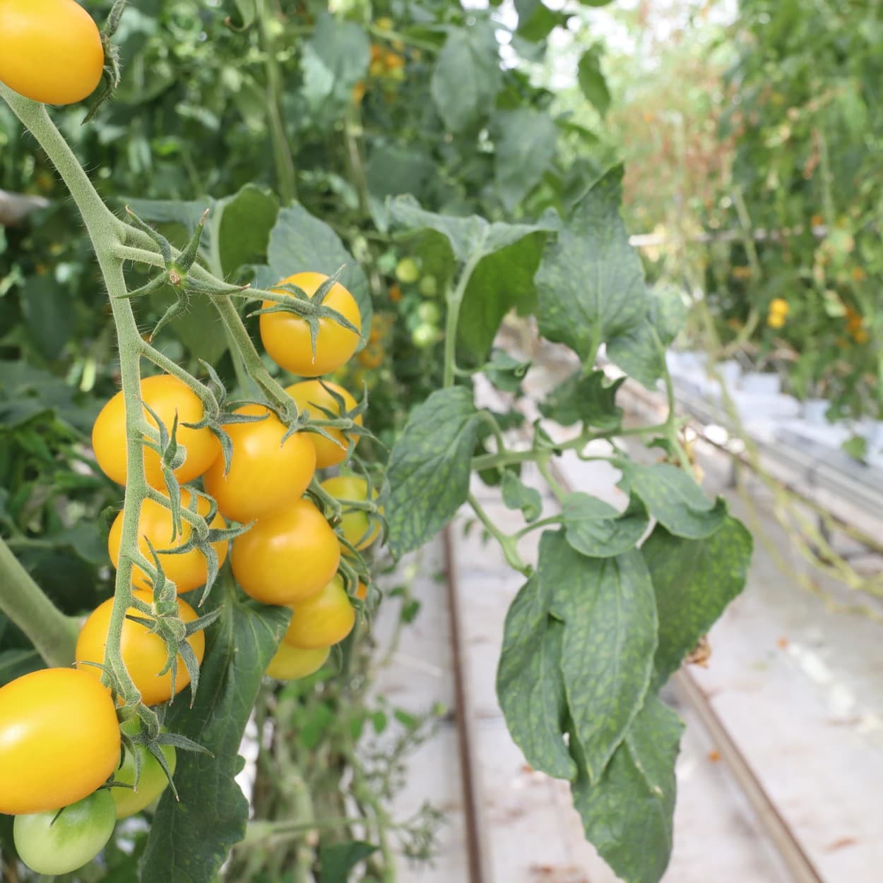 エンカレッジファーム　ミニトマト黄色