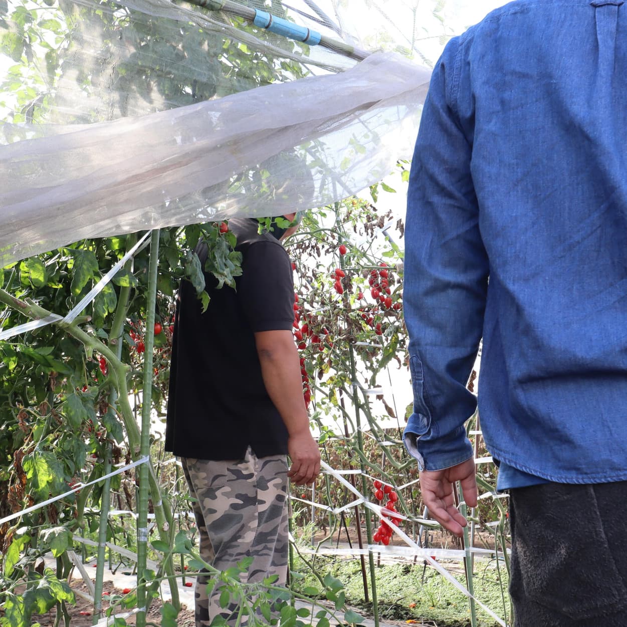 産地交流会　金子農園