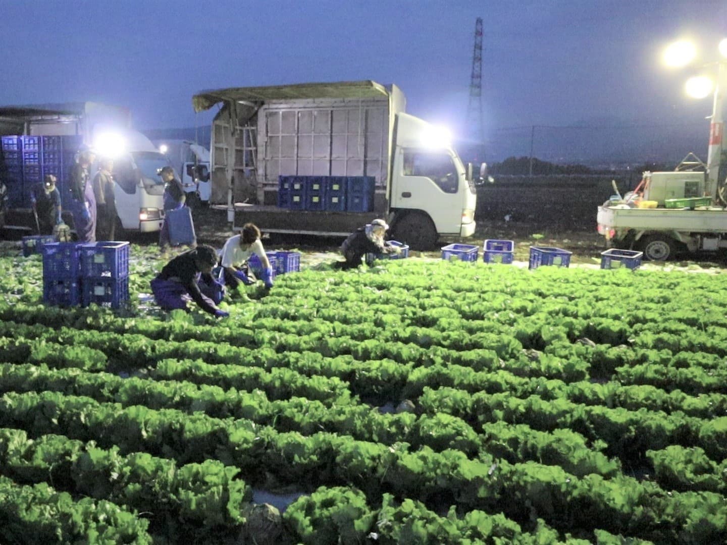昭和村　朝採りレタスの収穫風景