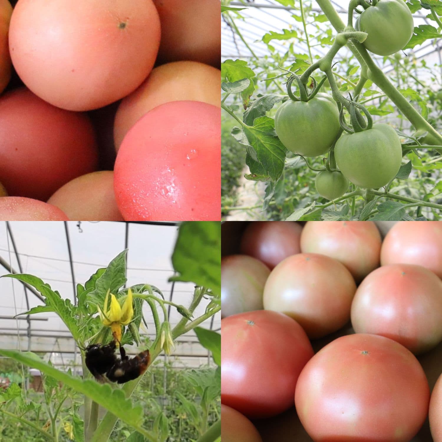 いわて平泉農協のトマト