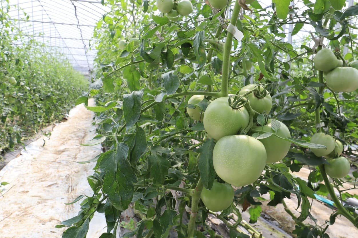 ＪＡいわて平泉　南野さんのハウス内