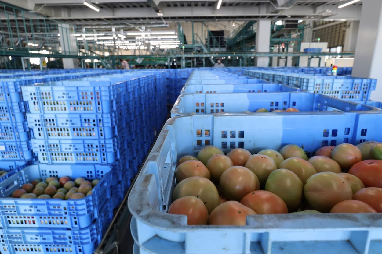 南郷トマト選果場　トマトの持ち込み