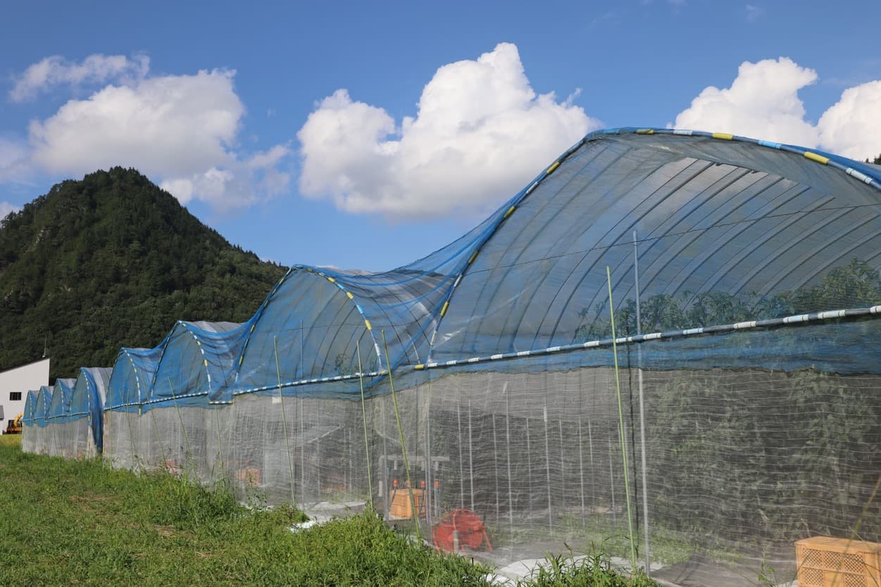 南郷トマト　小野農園のハウス