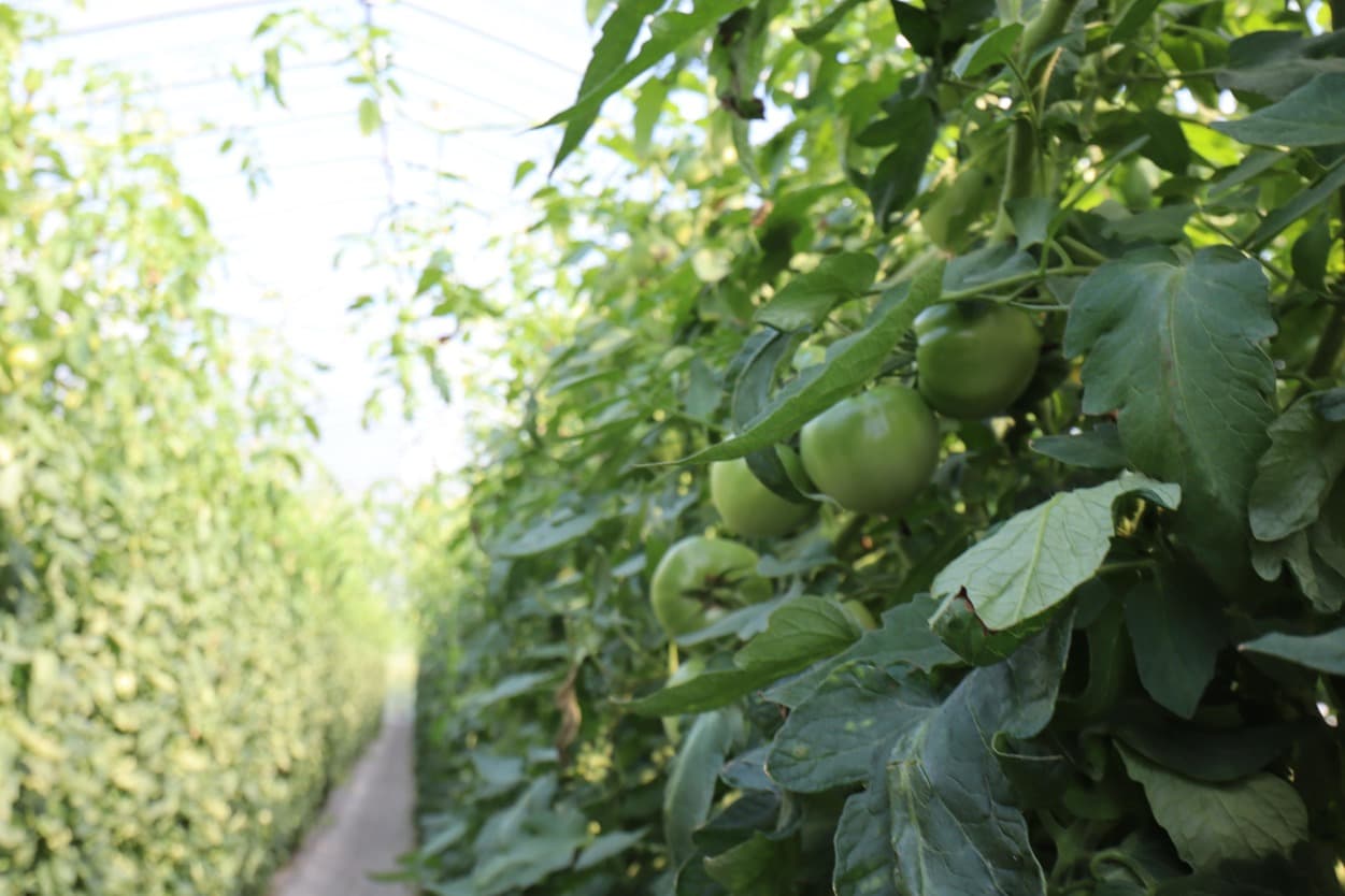 南郷トマト　小野農園のハウス内