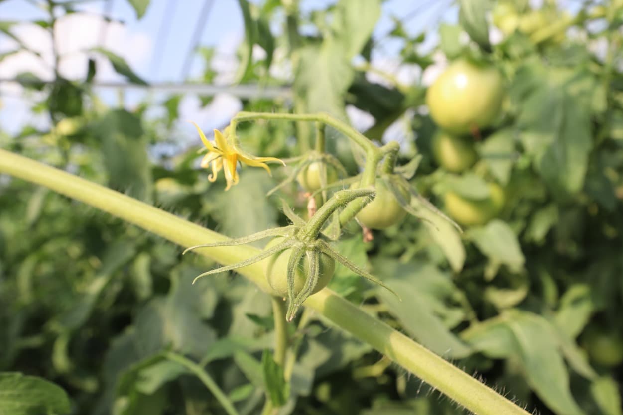 南郷トマト　小野農園　トマトの花