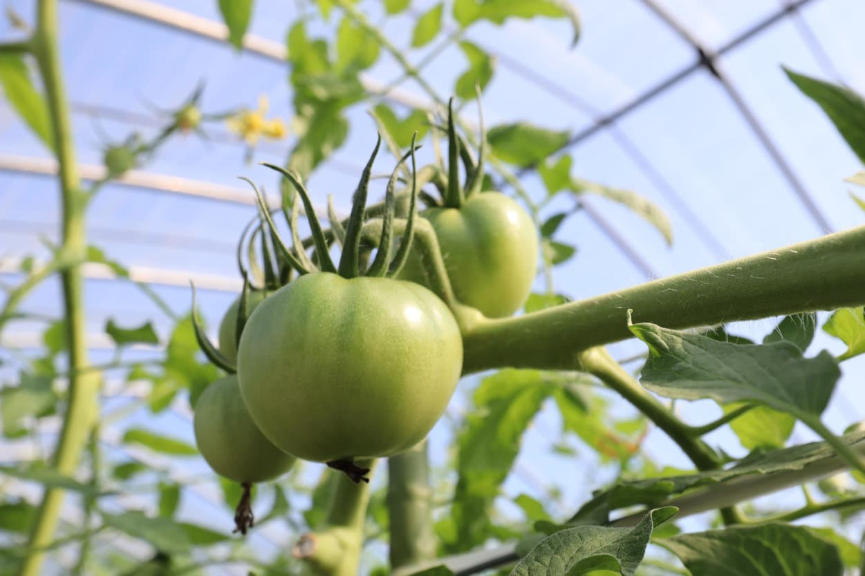 南郷トマト　小野農園　高段のトマト