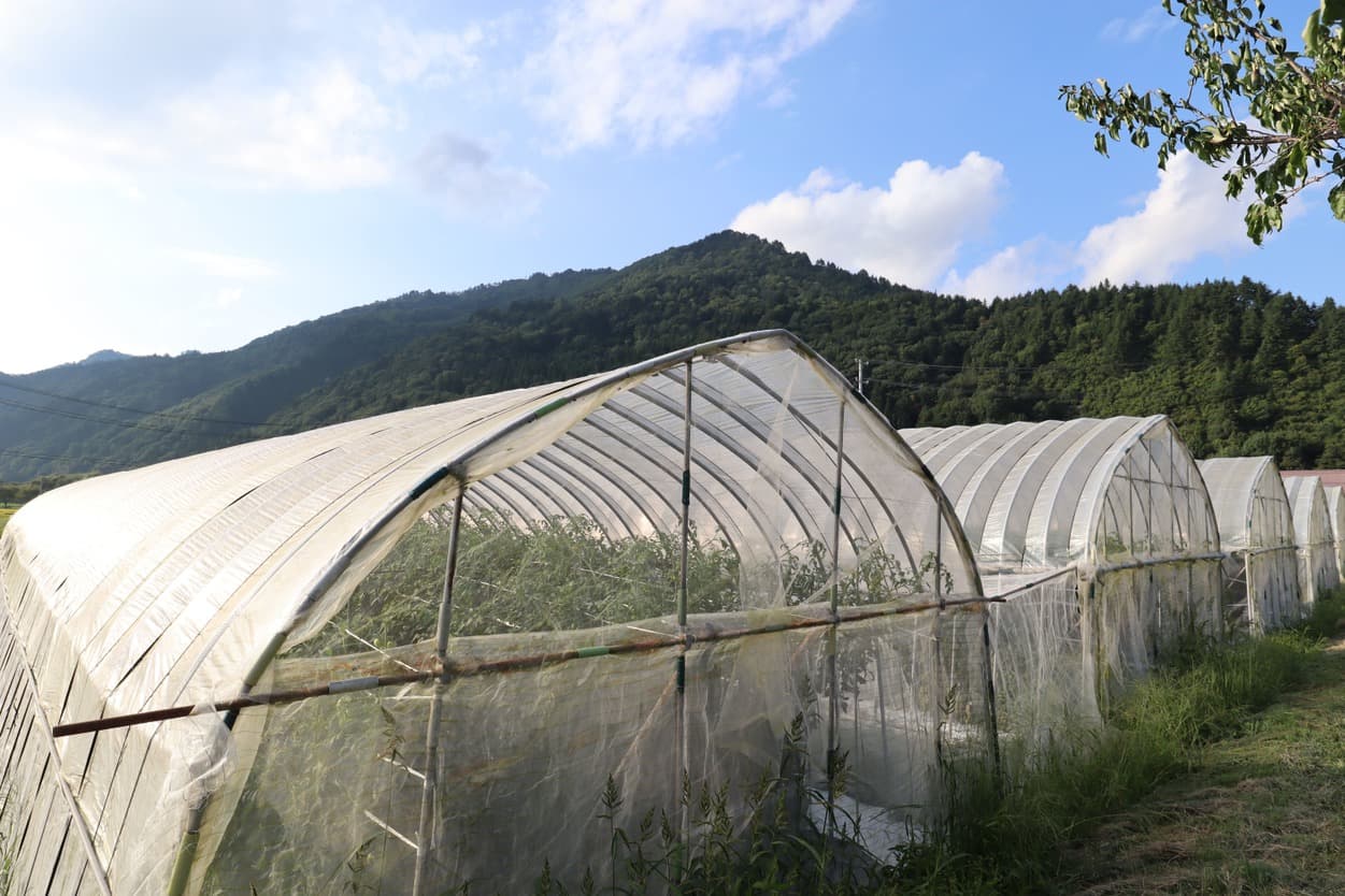 三瓶さん　ビニールハウス