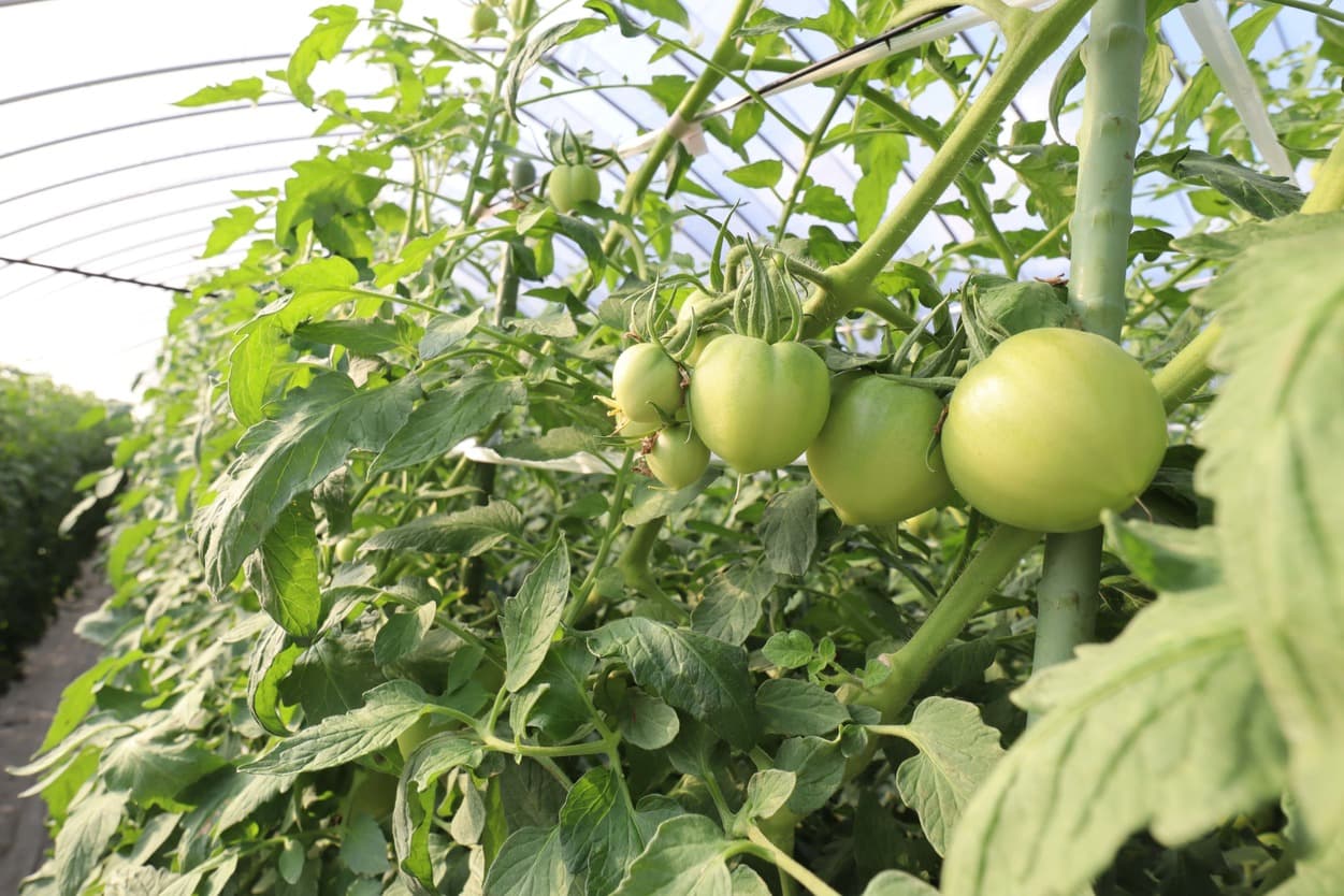 南郷トマト　三瓶農園