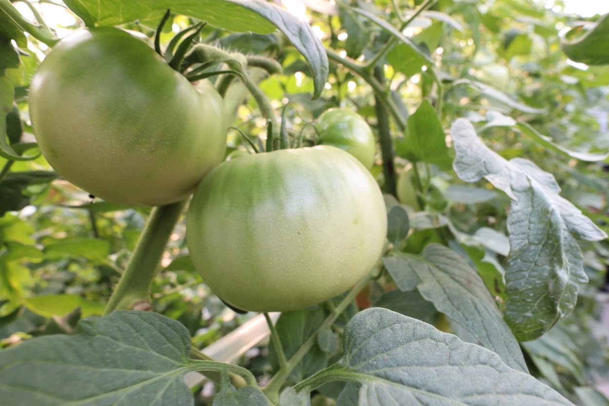 南郷トマト　三瓶農園