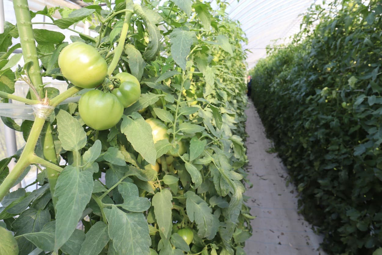 南郷トマト　三瓶農園