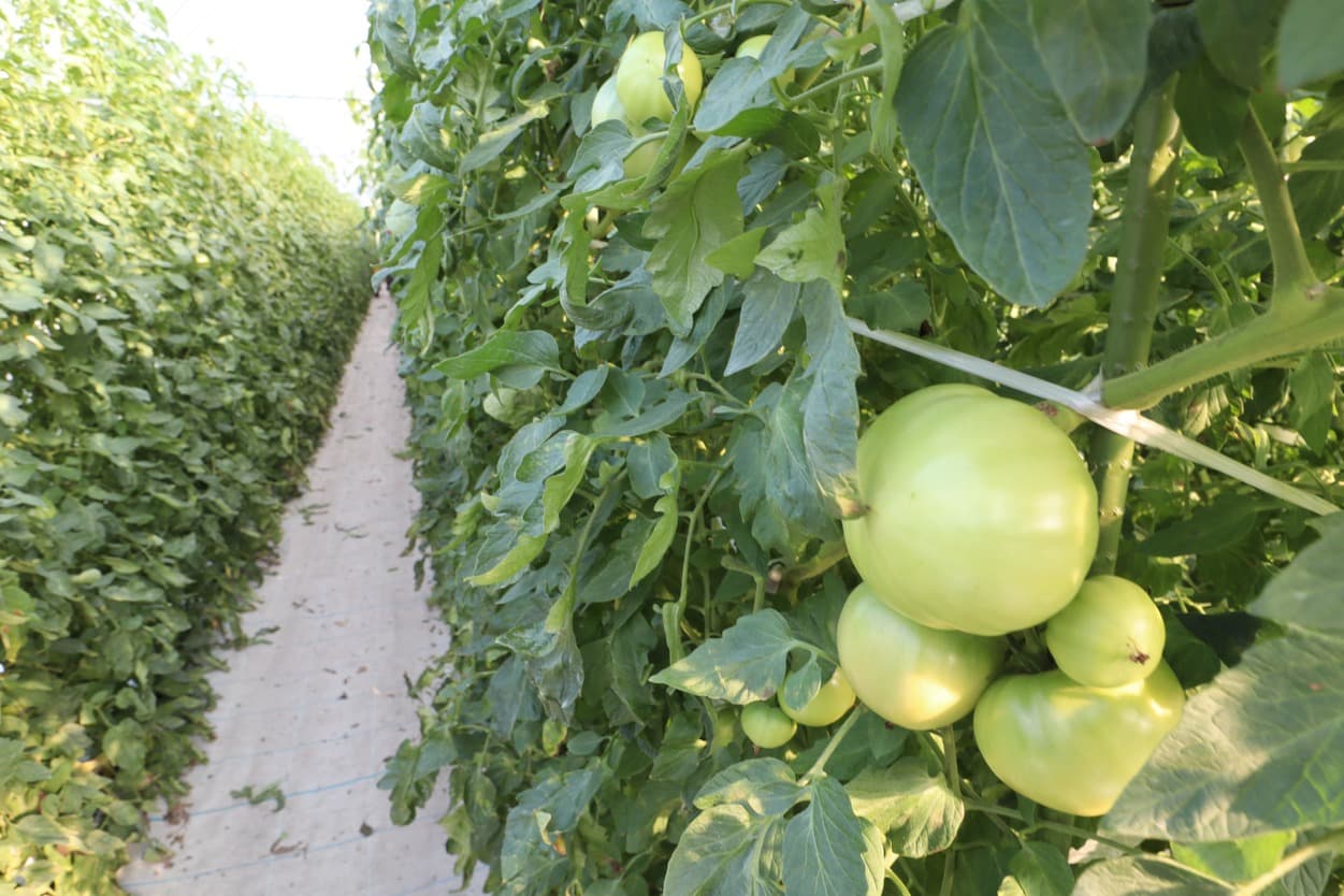 南郷トマト　三瓶農園