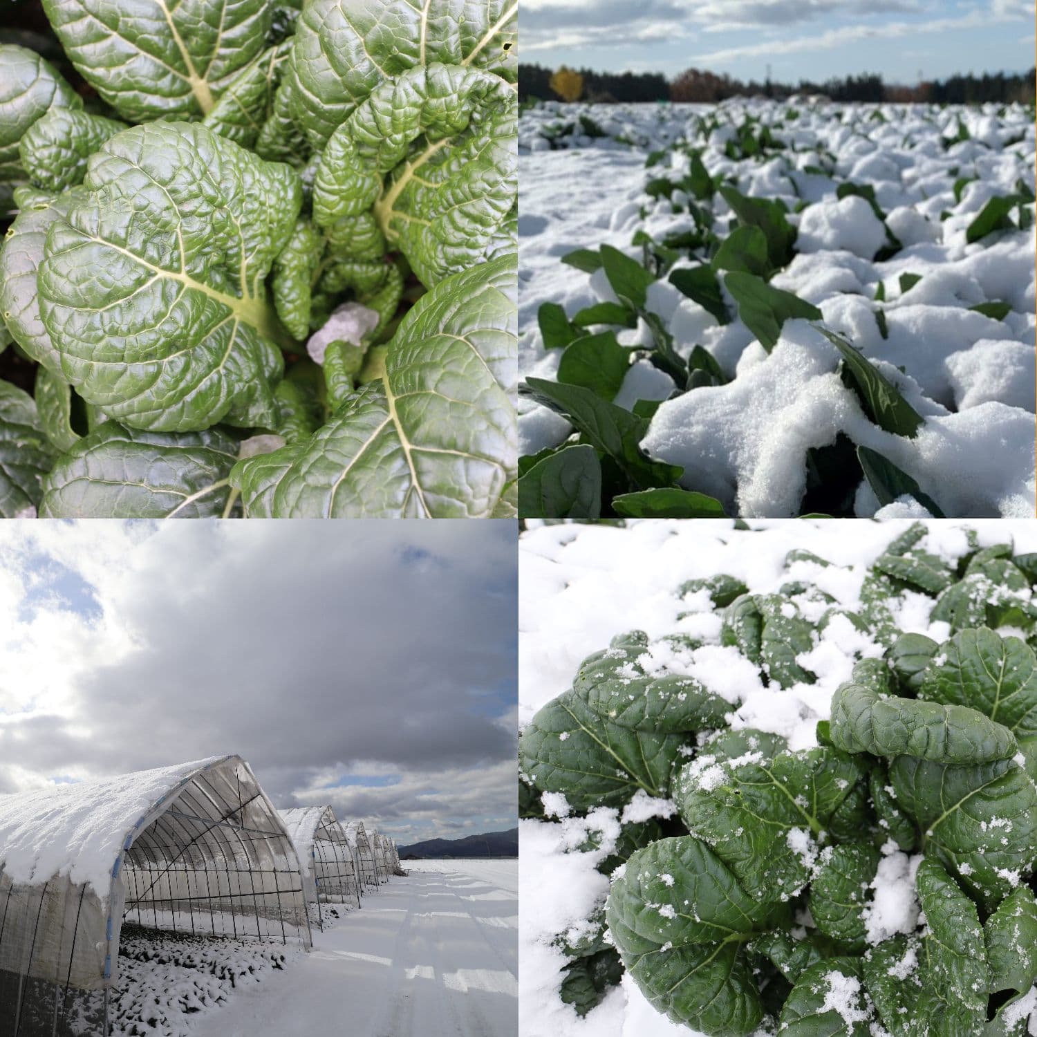昭和村の作物　冬