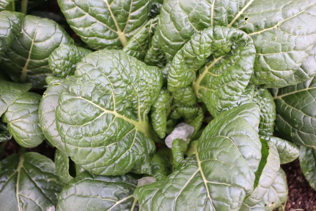 寒締め　ちぢみ菜