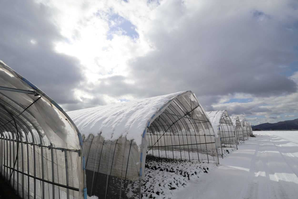 降雪後のハウス