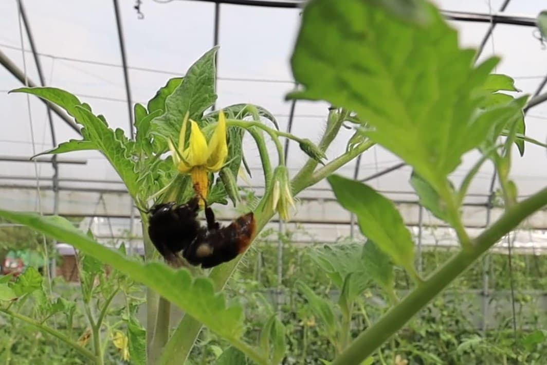 クロマルハナバチ