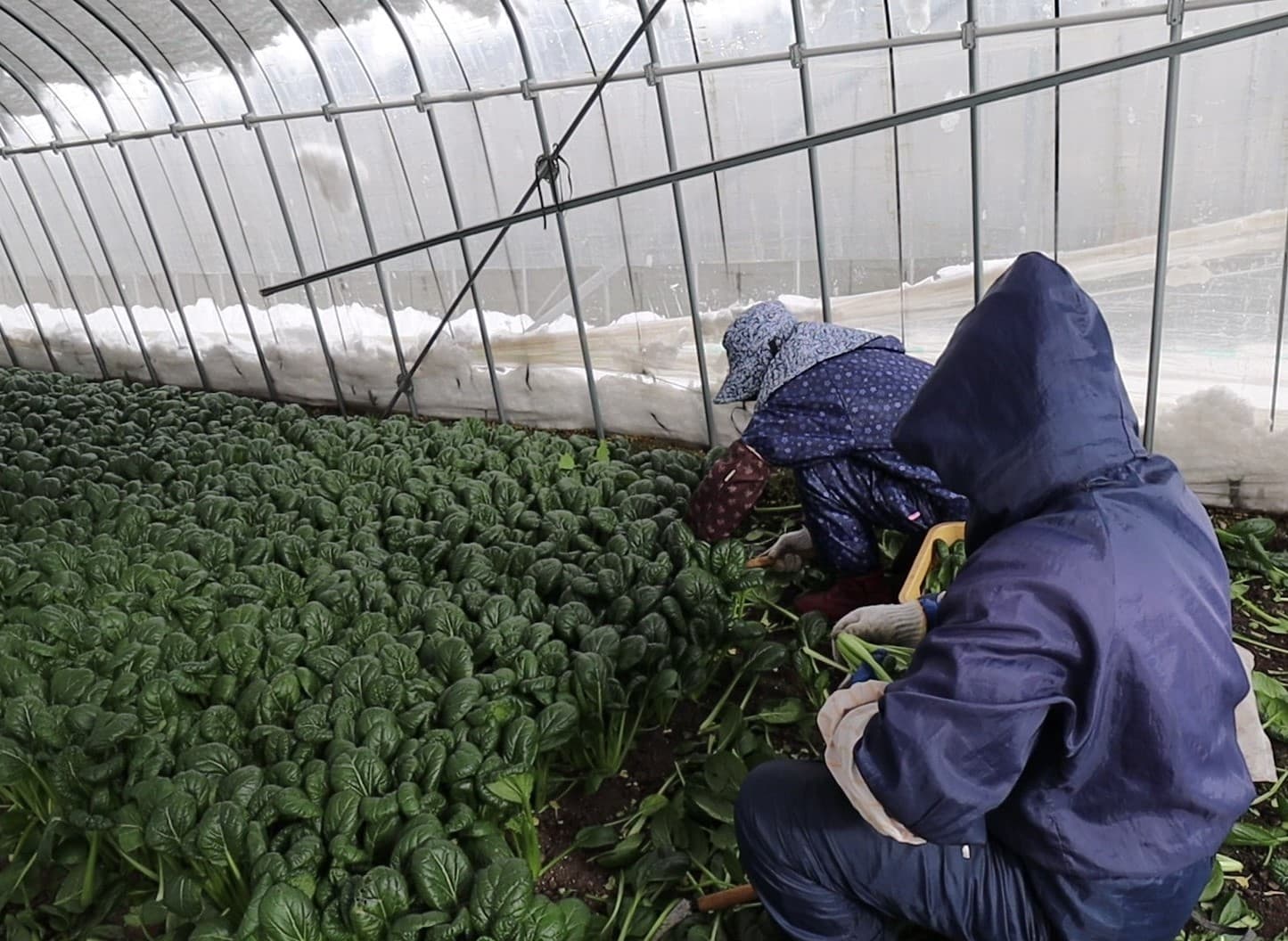 ちぢみ菜の収穫風景