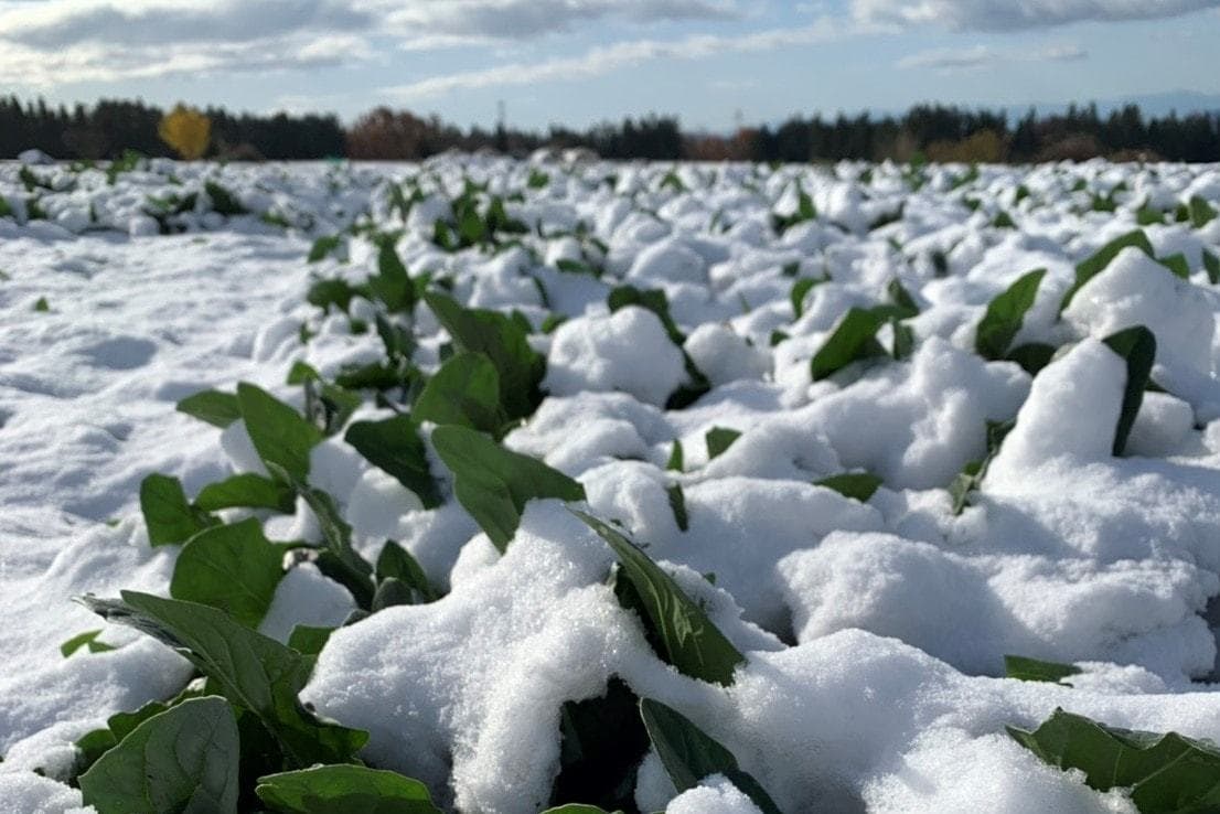 寒締め　ほうれん草