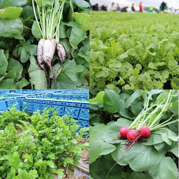 岩崎ファーム　春の七草