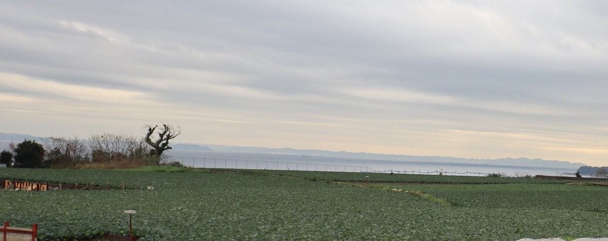 岩崎ファームから海を臨む