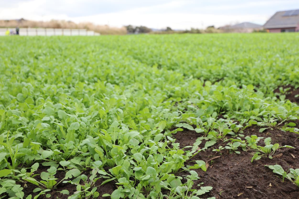 岩崎ファーム　なずな