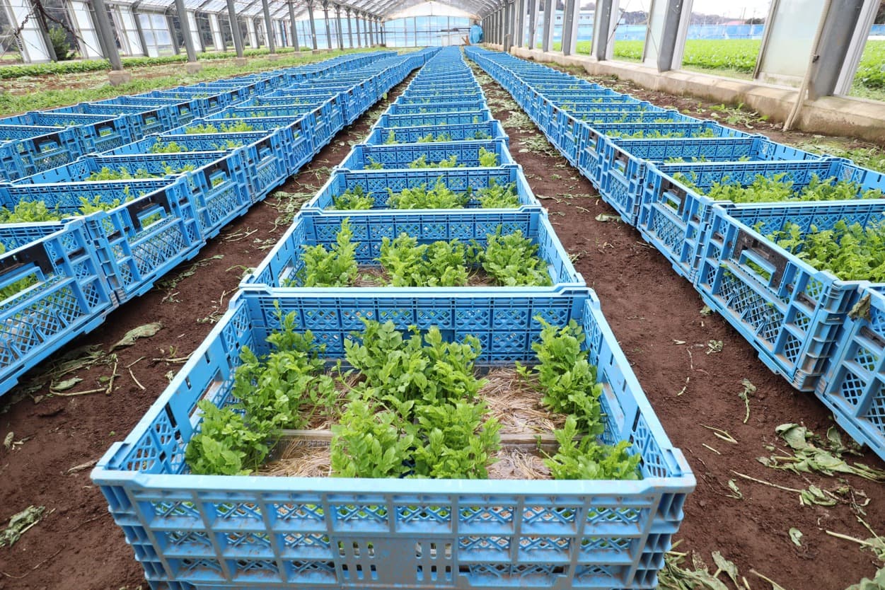 岩崎ファーム　せり