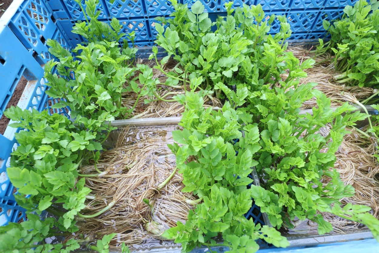 岩崎ファーム　せり