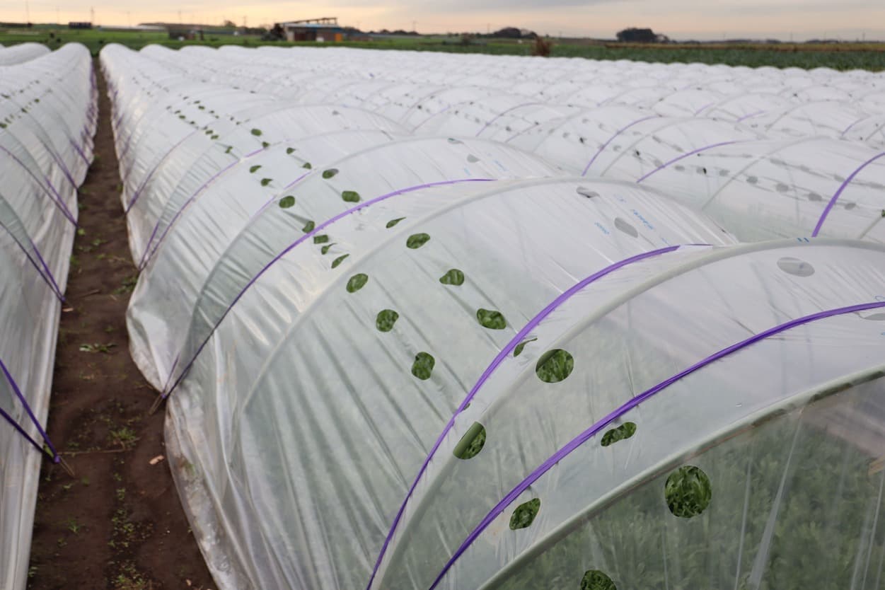 岩崎ファーム　ごぎょう