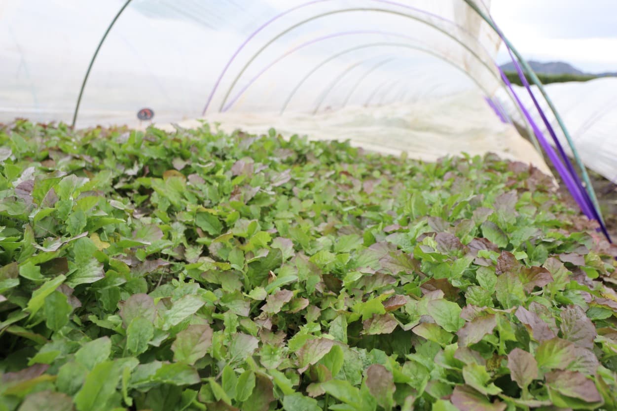 岩崎ファーム　ほとけのざ