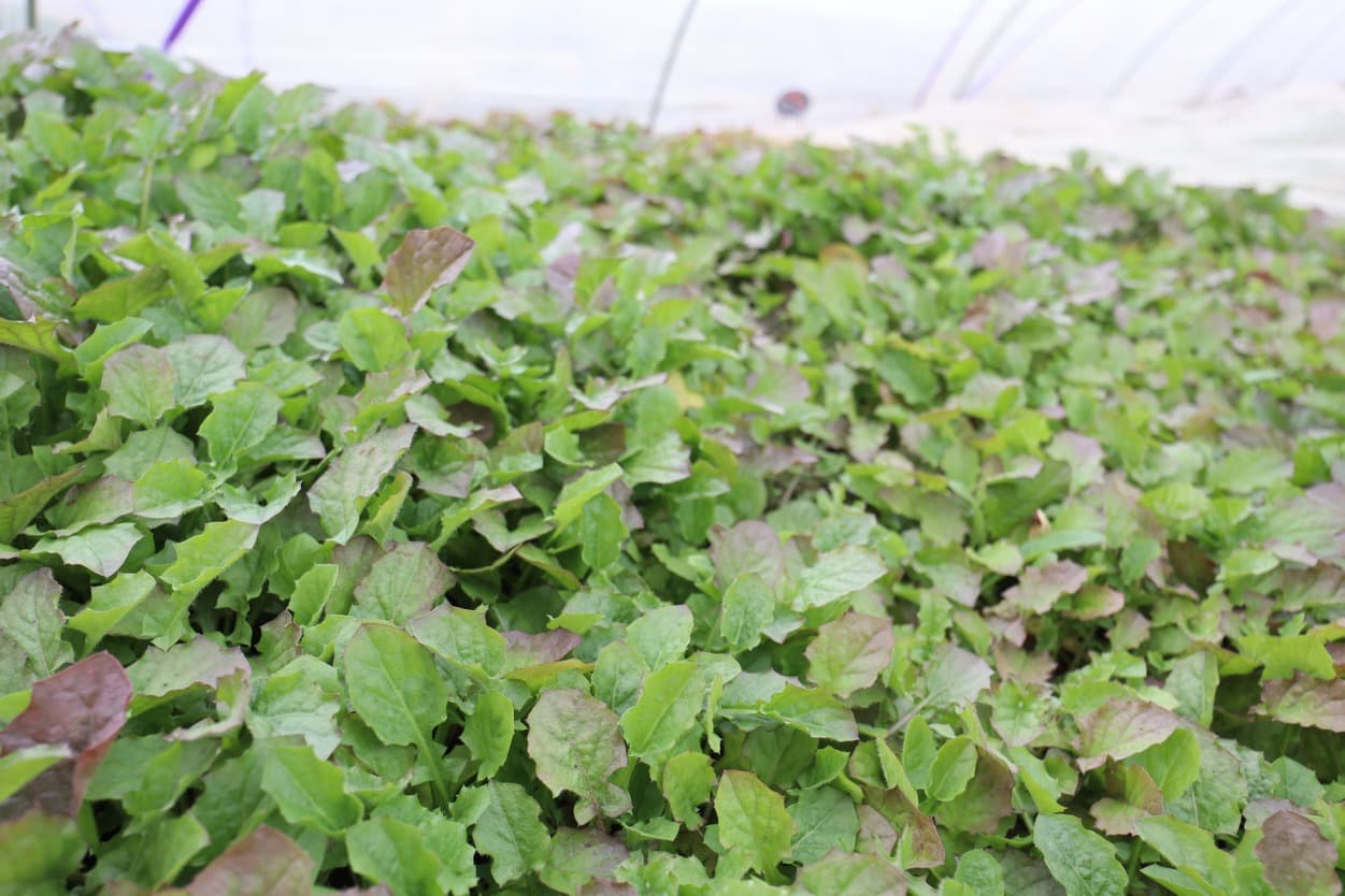 岩崎ファーム　ほとけのざ